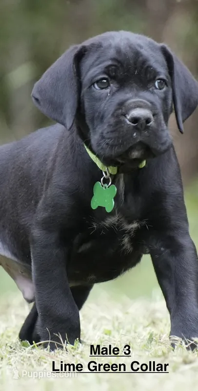 MALE 3 LITTER B – Cane Corso puppy for sale in Richmond, VA