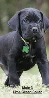 MALE 3 LITTER B, a male Cane Corso for sale in Richmond, VA – 1 of 2
