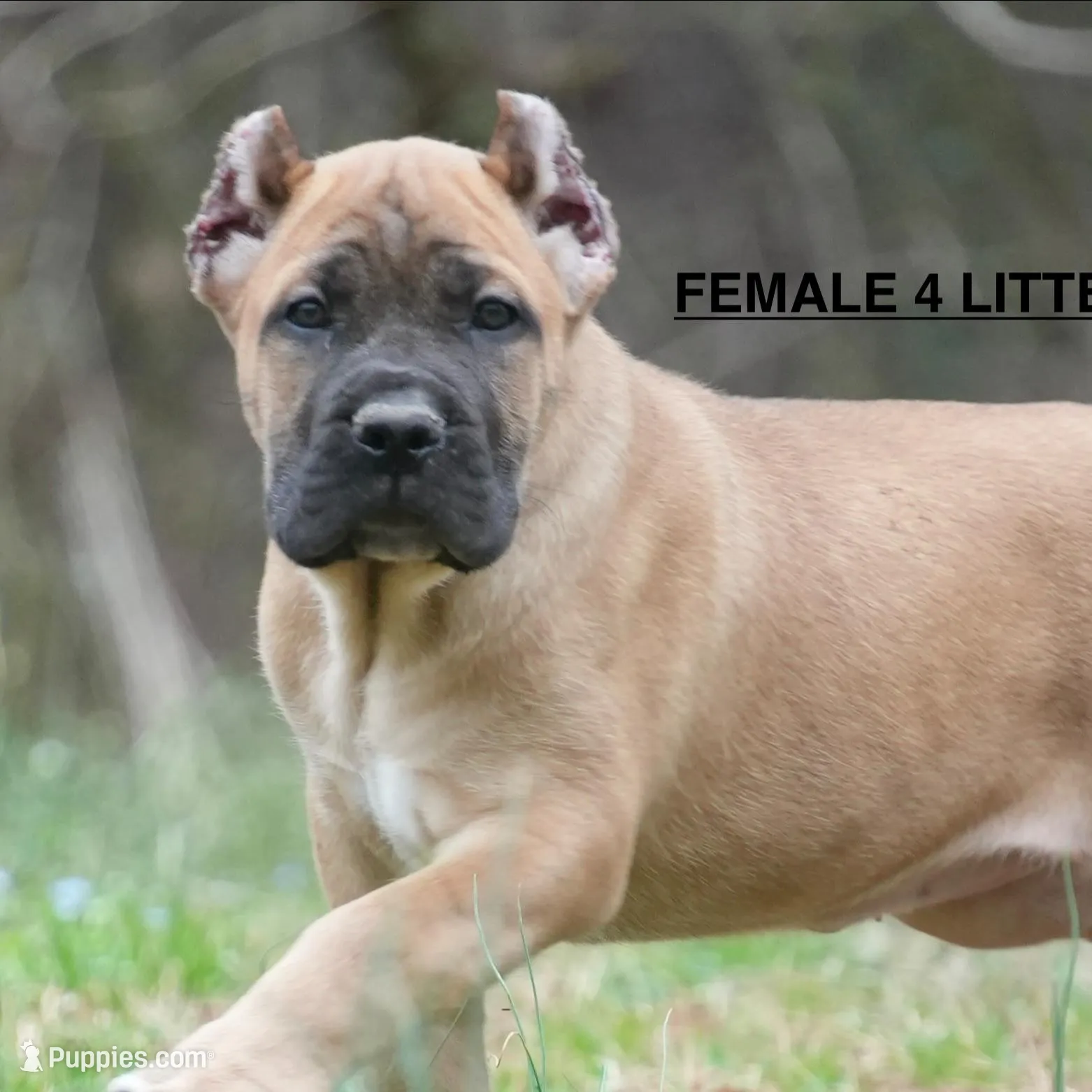 FEMALE 4 LITTER B – Cane Corso puppy for sale in Richmond, VA