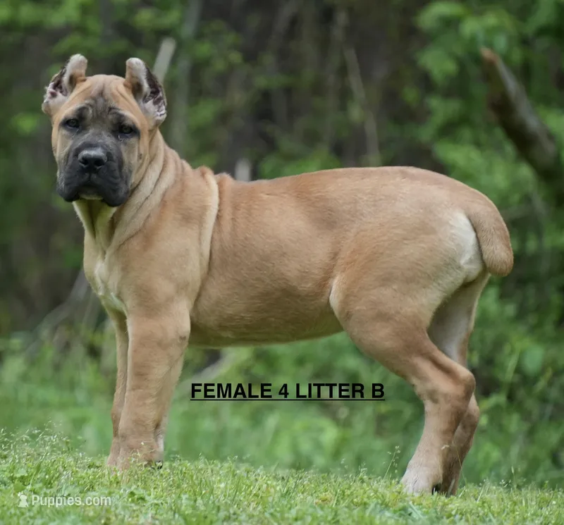 FEMALE 4 LITTER B – Cane Corso puppy for sale in Richmond, VA
