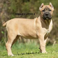 FEMALE 4 LITTER B, a female Cane Corso for sale in Richmond, VA – Photo 2 of 2