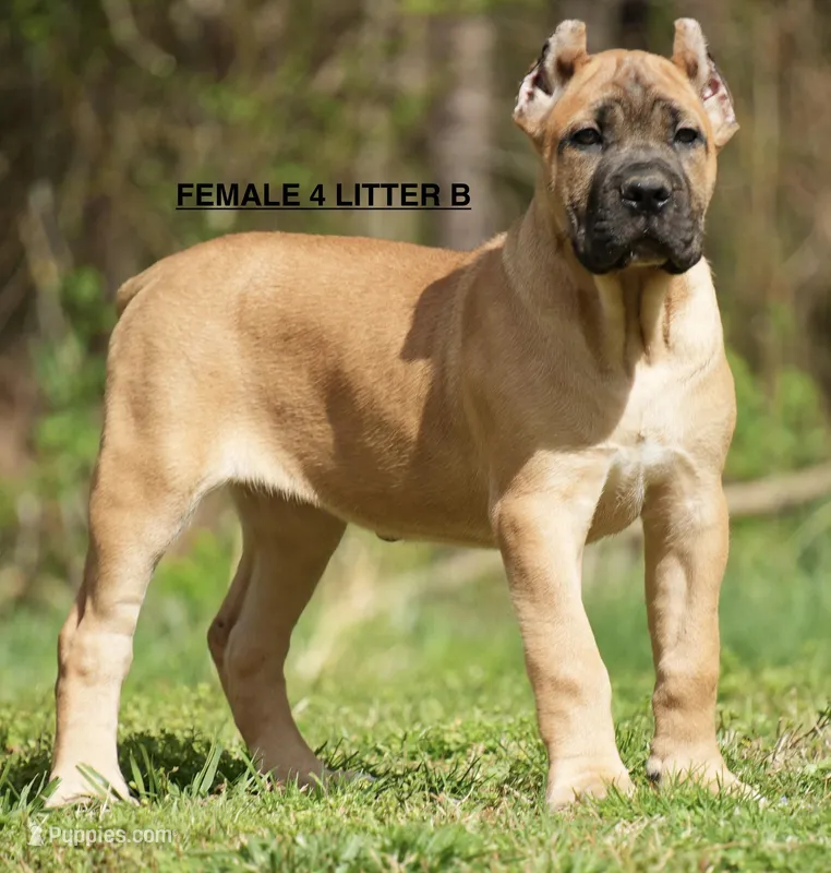 FEMALE 4 LITTER B – Cane Corso puppy for sale in Richmond, VA