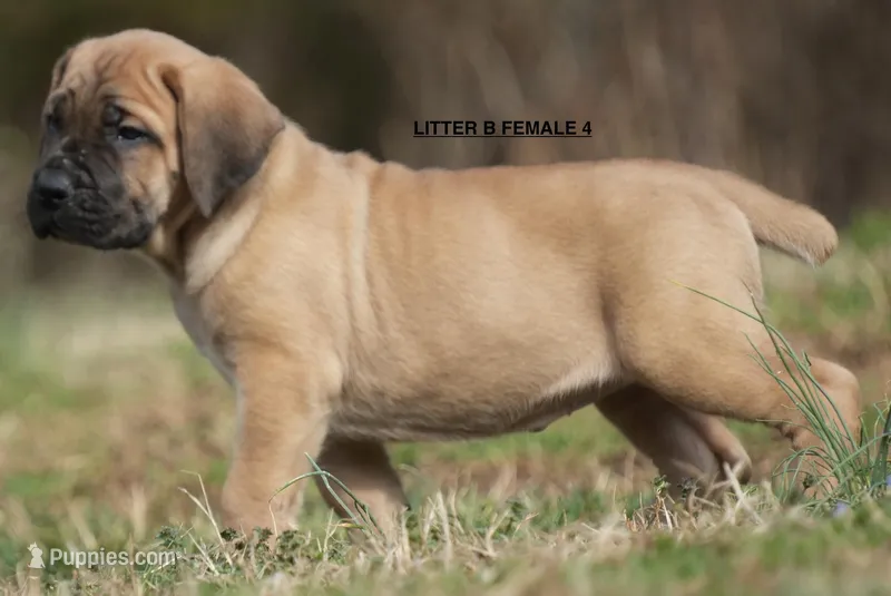 FEMALE 4 LITTER B