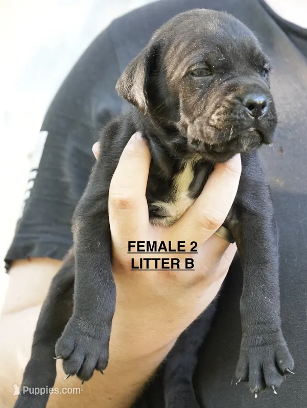 FEMALE 2 LITTER B – Cane Corso puppy for sale in Richmond, VA