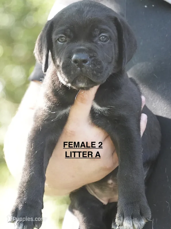 FEMALE 2 LITTER A – Cane Corso puppy for sale in Richmond, VA