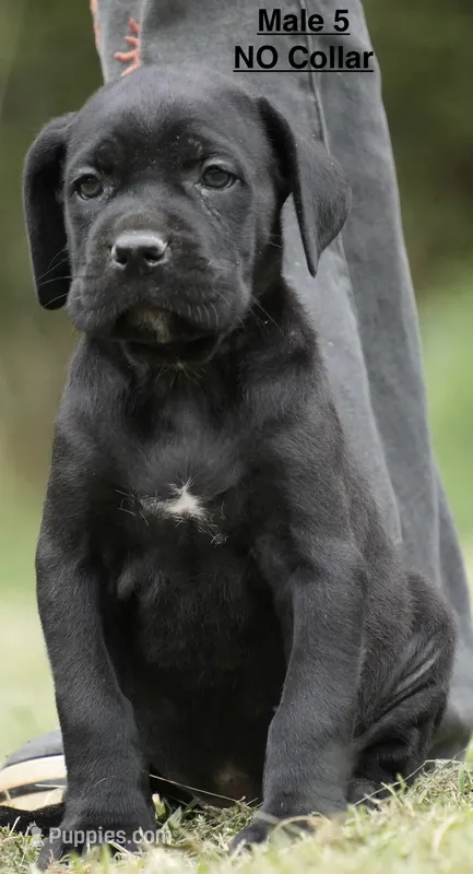 MALES 5 LITTER B – Cane Corso puppy for sale in Richmond, VA
