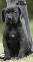 MALES 5 LITTER B, a male Cane Corso for sale in Richmond, VA – 1 of 2