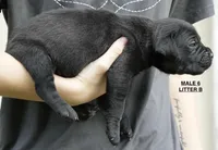 MALES 6 LITTER B, a male Cane Corso for sale in Richmond, VA – 2 of 2