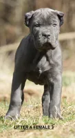 FEMALE 3 LITTER A, a female Cane Corso for sale in Richmond, VA – Photo 2 of 2