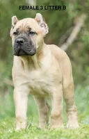 FEMALE 3 LITTER B, a female Cane Corso for sale in Richmond, VA – Photo 2 of 2