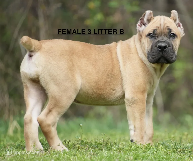 FEMALE 3 LITTER B – Cane Corso puppy for sale in Richmond, VA