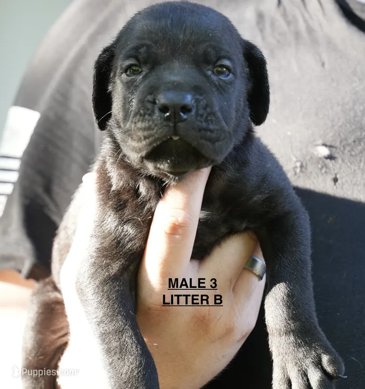 MALE 3 LITTER B – Cane Corso puppy for sale in Richmond, VA