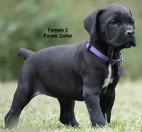 FEMALE 3 LITTER B, a female Cane Corso for sale in Richmond, VA – 2 of 2