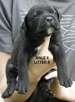 MALES 6 LITTER B, a male Cane Corso for sale in Richmond, VA – 1 of 2