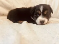 Cookie, a female Australian Shepherd for sale in Fort Recovery, OH – Photo 1 of 2