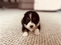 Cookie, a female Australian Shepherd for sale in Fort Recovery, OH – Photo 2 of 2