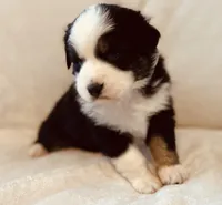 Spark, a female Australian Shepherd for sale in Fort Recovery, OH – Photo 1 of 2