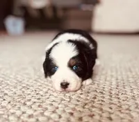 Spark, a female Australian Shepherd for sale in Fort Recovery, OH – Photo 2 of 2