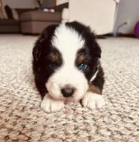 Toad, a male Australian Shepherd for sale in Fort Recovery, OH – Photo 2 of 2