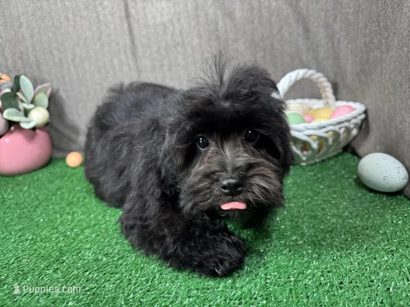 Travis – Havapoo puppy for sale in Waynesville, MO