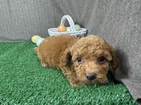 Hawk, a male Poodle - Toy  for sale in Waynesville, MO – Photo 2 of 3