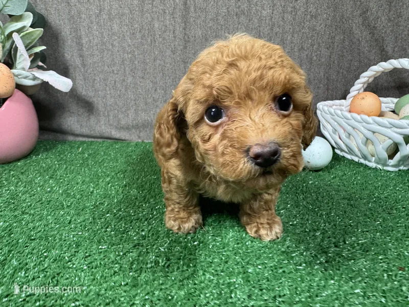 Hawk – Poodle - Toy  puppy for sale in Waynesville, MO