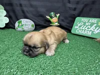 Malachi, a male Shih Tzu for sale in Waynesville, MO – Photo 3 of 3