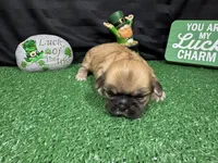 Malachi, a male Shih Tzu for sale in Waynesville, MO – Photo 1 of 3