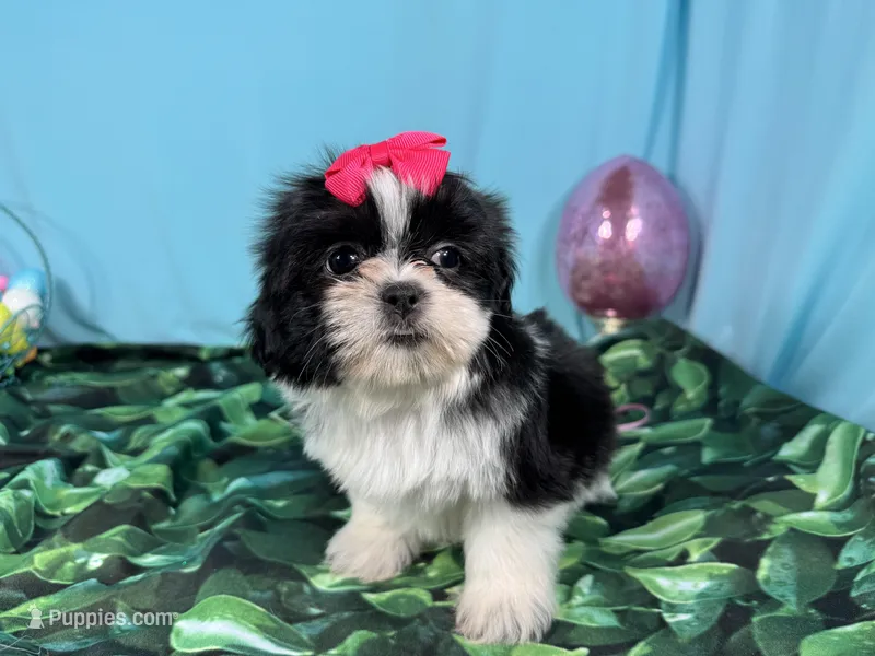 Gypsy – Shih Tzu puppy for sale in Waynesville, MO