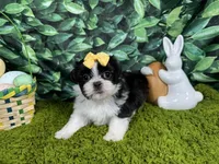 Gypsy, a female Shih Tzu for sale in Waynesville, MO – Photo 1 of 3