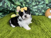 Gypsy, a female Shih Tzu for sale in Waynesville, MO – Photo 3 of 3