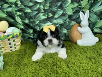 Gypsy, a female Shih Tzu for sale in Waynesville, MO – Photo 2 of 3