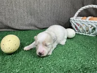 Garfield, a male Maltipoo for sale in Waynesville, MO – Photo 3 of 3