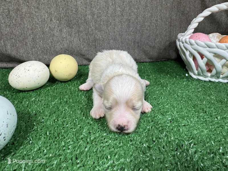 Garfield – Maltipoo puppy for sale in Waynesville, MO