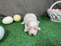 Garfield, a male Maltipoo for sale in Waynesville, MO – Photo 1 of 3