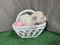 Garfield, a male Maltipoo for sale in Waynesville, MO – Photo 2 of 3