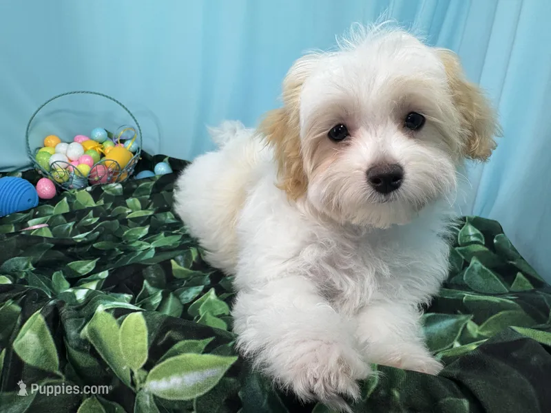 Dexter – Maltipoo puppy for sale in Waynesville, MO