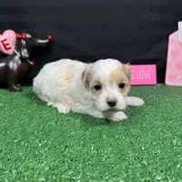 Dexter, a male Maltipoo for sale in Waynesville, MO – Photo 8 of 10