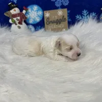 Dexter, a male Maltipoo for sale in Waynesville, MO – Photo 10 of 10