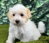 Dexter, a male Maltipoo for sale in Waynesville, MO – Photo 2 of 10