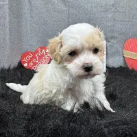 Dexter, a male Maltipoo for sale in Waynesville, MO – Photo 6 of 10
