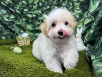 Dexter, a male Maltipoo for sale in Waynesville, MO – Photo 3 of 10