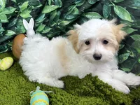 Dexter, a male Maltipoo for sale in Waynesville, MO – Photo 1 of 10