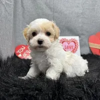 Dexter, a male Maltipoo for sale in Waynesville, MO – Photo 5 of 10