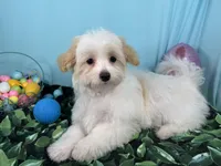 Dexter, a male Maltipoo for sale in Waynesville, MO – Photo 2 of 10