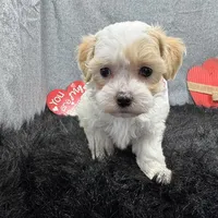 Dexter, a male Maltipoo for sale in Waynesville, MO – Photo 4 of 10