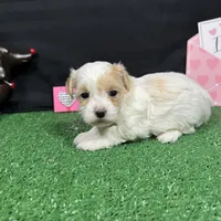 Dexter, a male Maltipoo for sale in Waynesville, MO – Photo 7 of 10