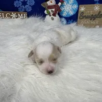 Dexter, a male Maltipoo for sale in Waynesville, MO – Photo 9 of 10