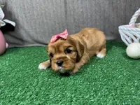 Lakelynn, a female Cavalier King Charles Spaniel for sale in Waynesville, MO – Photo 3 of 3