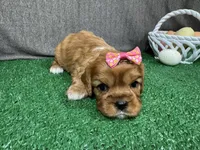 Lakelynn, a female Cavalier King Charles Spaniel for sale in Waynesville, MO – Photo 2 of 3